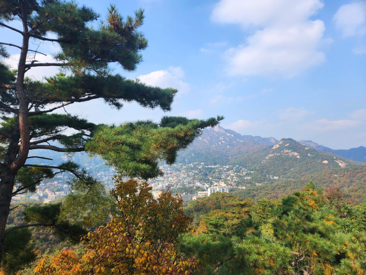 Bukaksan pine tree reaching upward with Seoul cityscape below — Wood element K-Saju