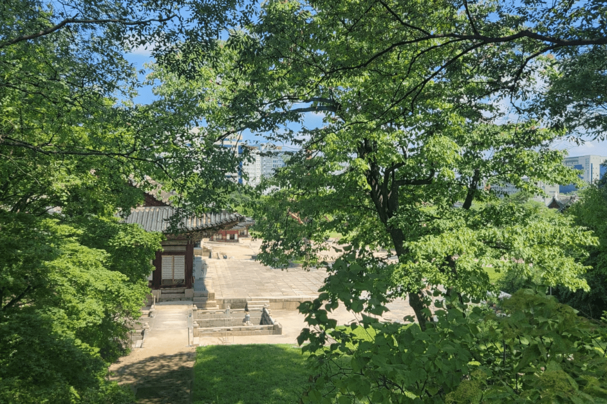 Changdeokgung Palace courtyard viewed through dense green tree canopy in summer — Metal element K-Saju