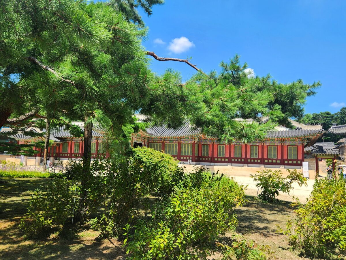 A pine tree in full summer growth frames the red-pillared halls of Changgyeonggung Palace beneath a clear blue sky