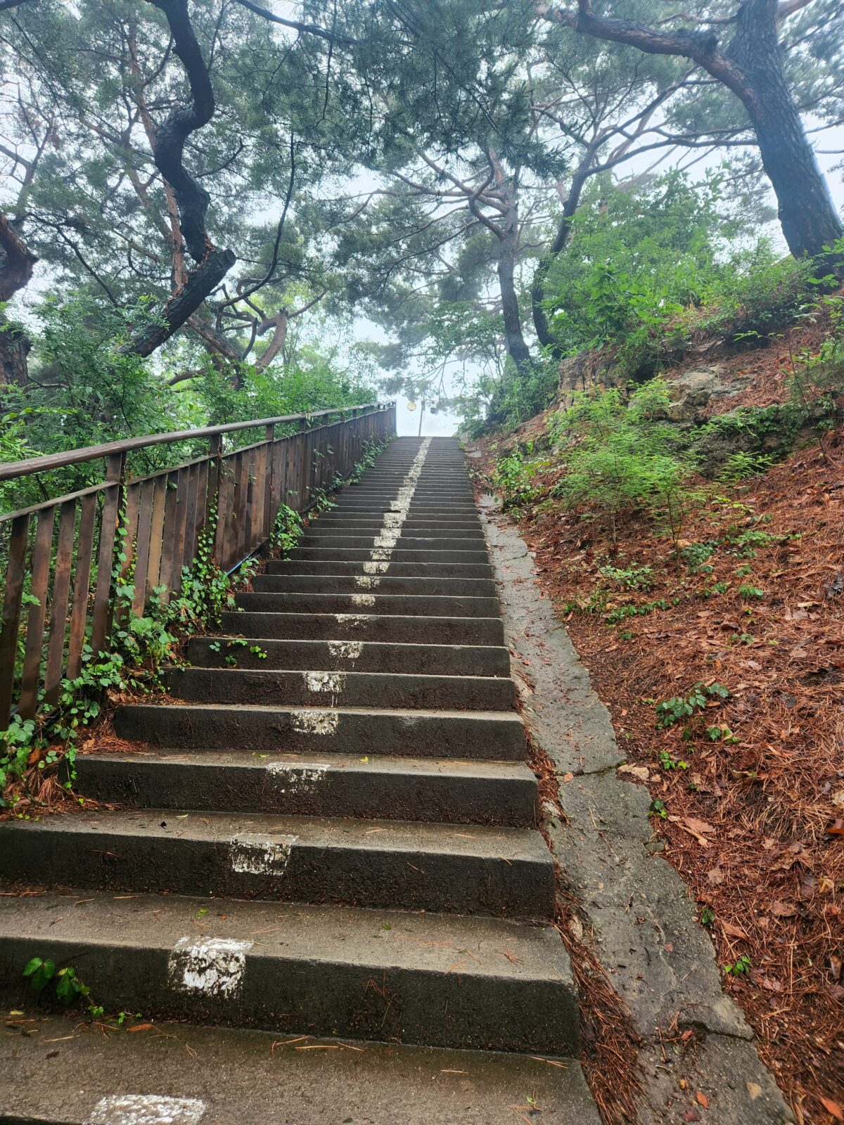 Stone stairs disappearing into fog in a Korean forest — western astrology vs K-Saju cycle question