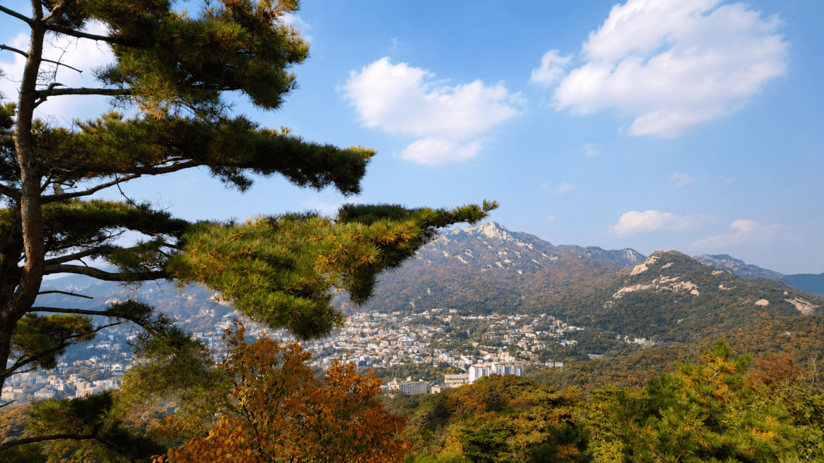 Wood element K-Saju — Bukaksan pine tree branches framing Seoul cityscape and mountains below