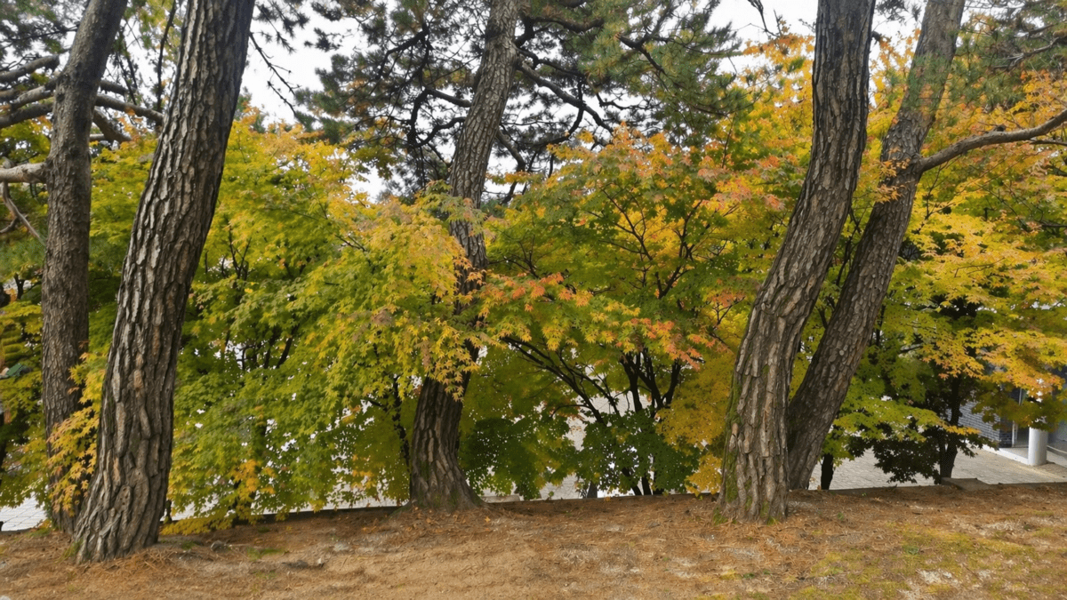 autumn transition cycle meaning — an open hanok archway revealing a pine tree and inner courtyard in autumn light
