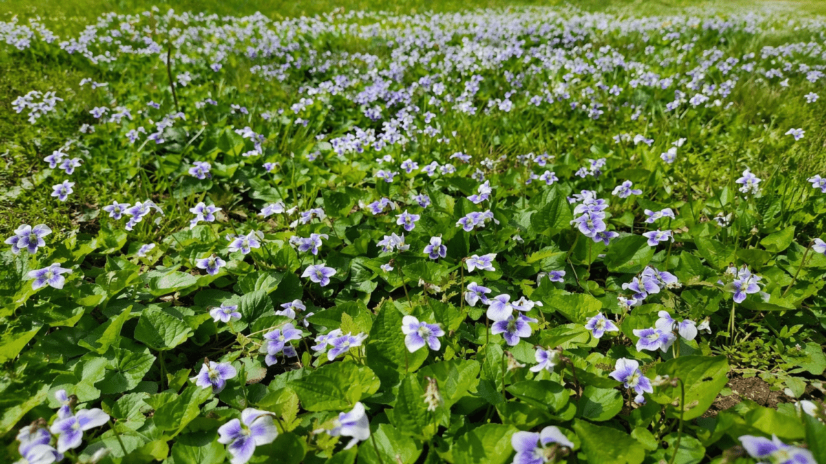 Burnout timing cycle restructuring: field of purple flowers blooming during decade transition representing the daewoon cycle's new growth phase