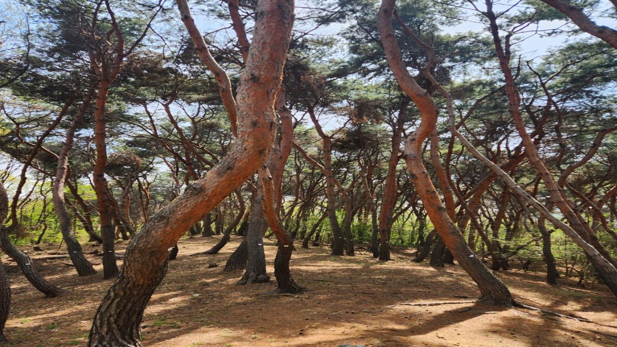 snake hour meaning in astrology — curved pine trees standing in a Gyeongju grove under midday light