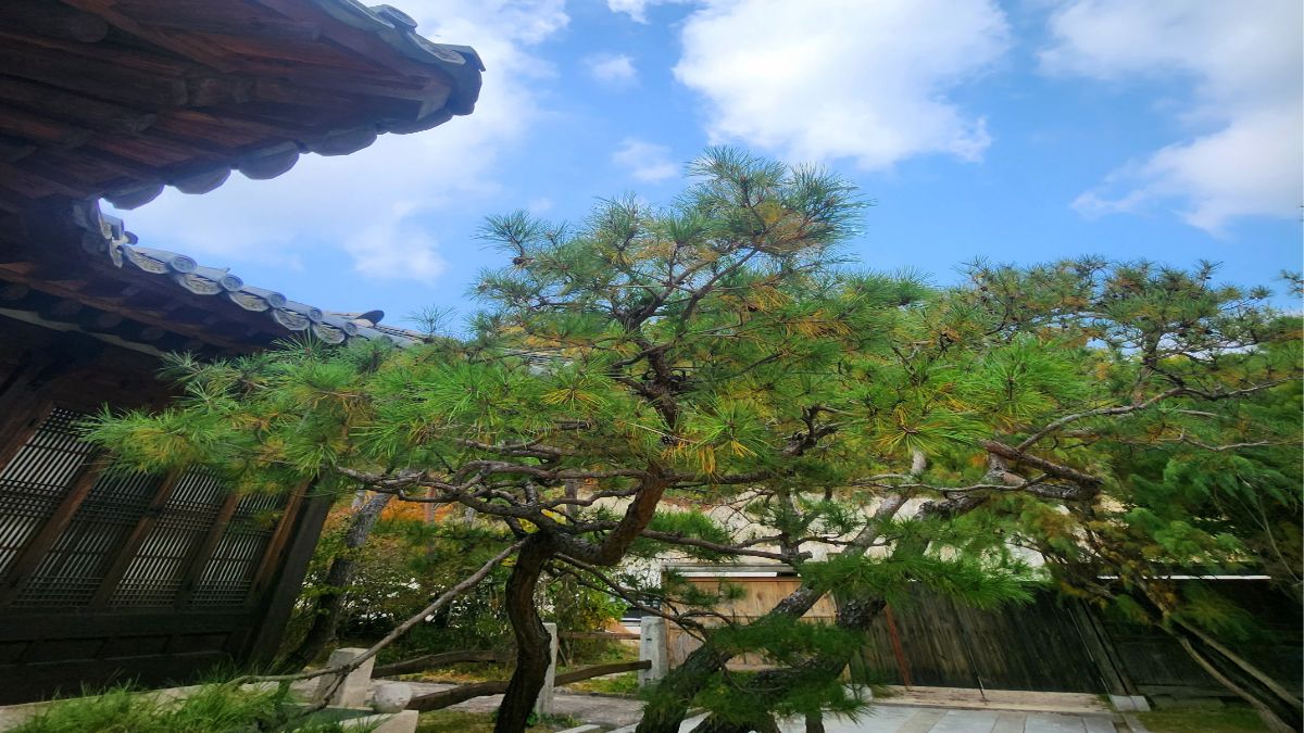still tired after weekend — Korean traditional garden with pine tree on sunny day