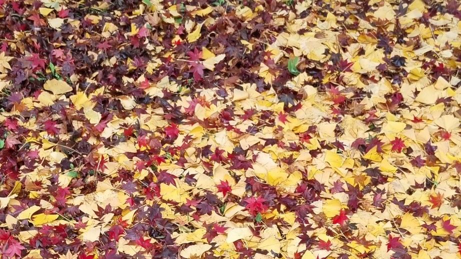 sunset cycle meaning in astrology — fallen autumn leaves scattered across the ground in yellow and red