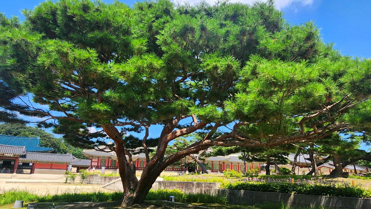 yin wood stem in K-Saju — ancient pine tree spreading wide at Korean palace grounds