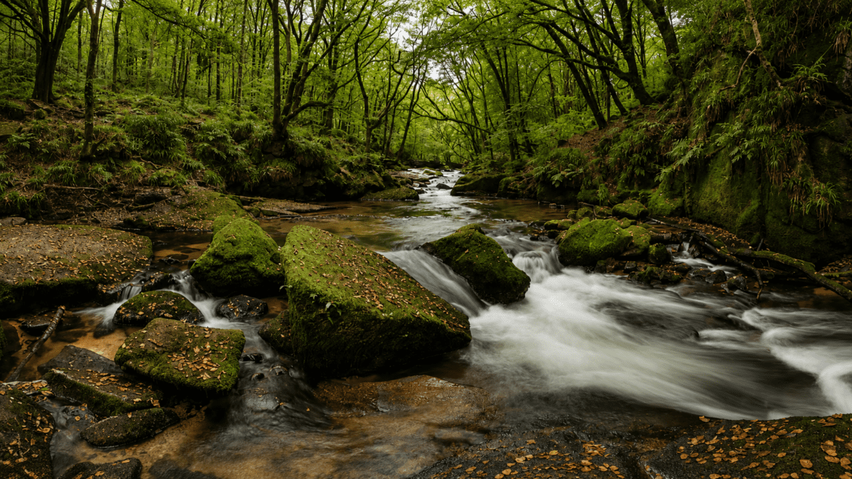 Moss-covered rocks and flowing forest stream in a quiet green valley, symbolizing flexible rhythm and adaptation in nature.