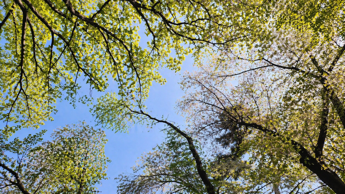 Forest canopy and shifting light introducing the fragmented artistic world of Nam June Paik