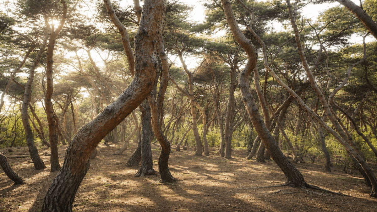 Sunlight filtering through twisted pine trees in a Korean forest, anchoring the snake hour meaning in astrology.